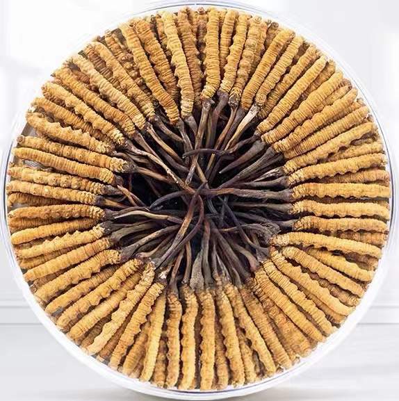 奎屯冬虫夏草回收